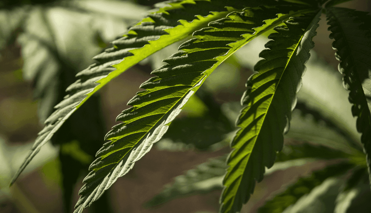 Nahaufnahme einer Cannabispflanze die von der Sonne angeleuchtet wird