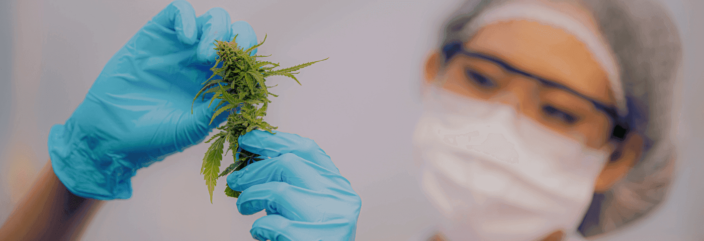 Labormitarbeiter betrachtet Cannabisblüte mit blauen Handschuhen
