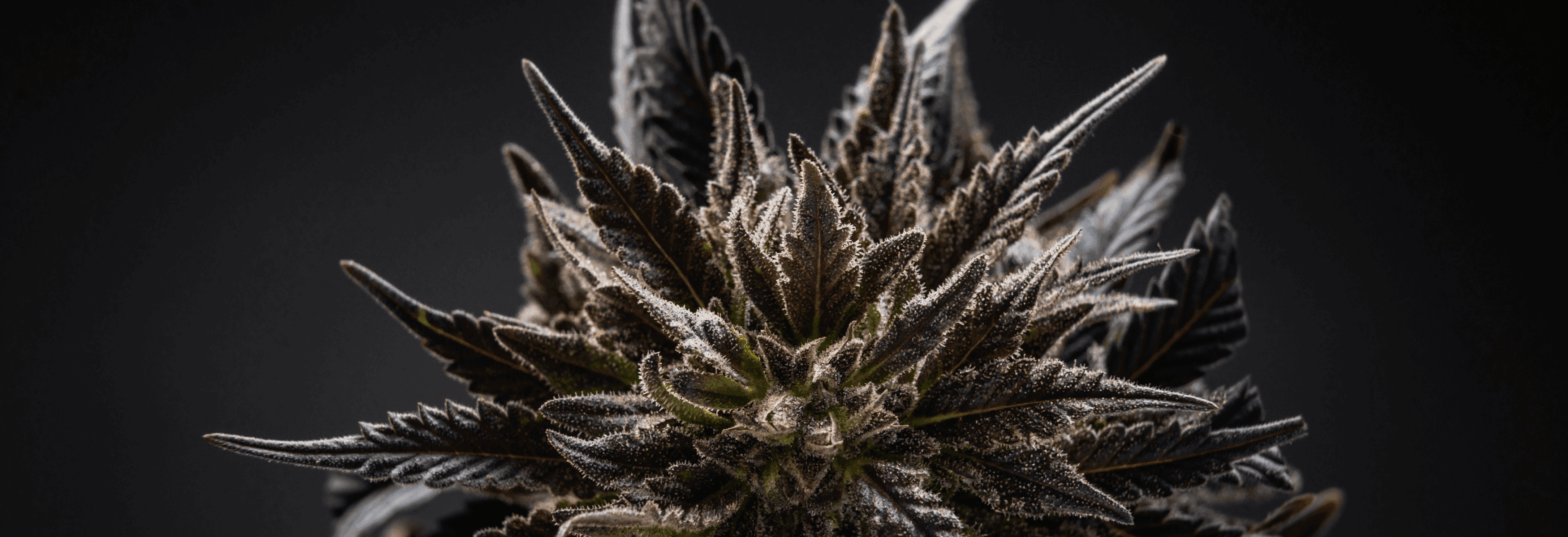 Cannabisbluete vor schwarzen Hintergrund